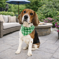 Bandana - Dublin Dog