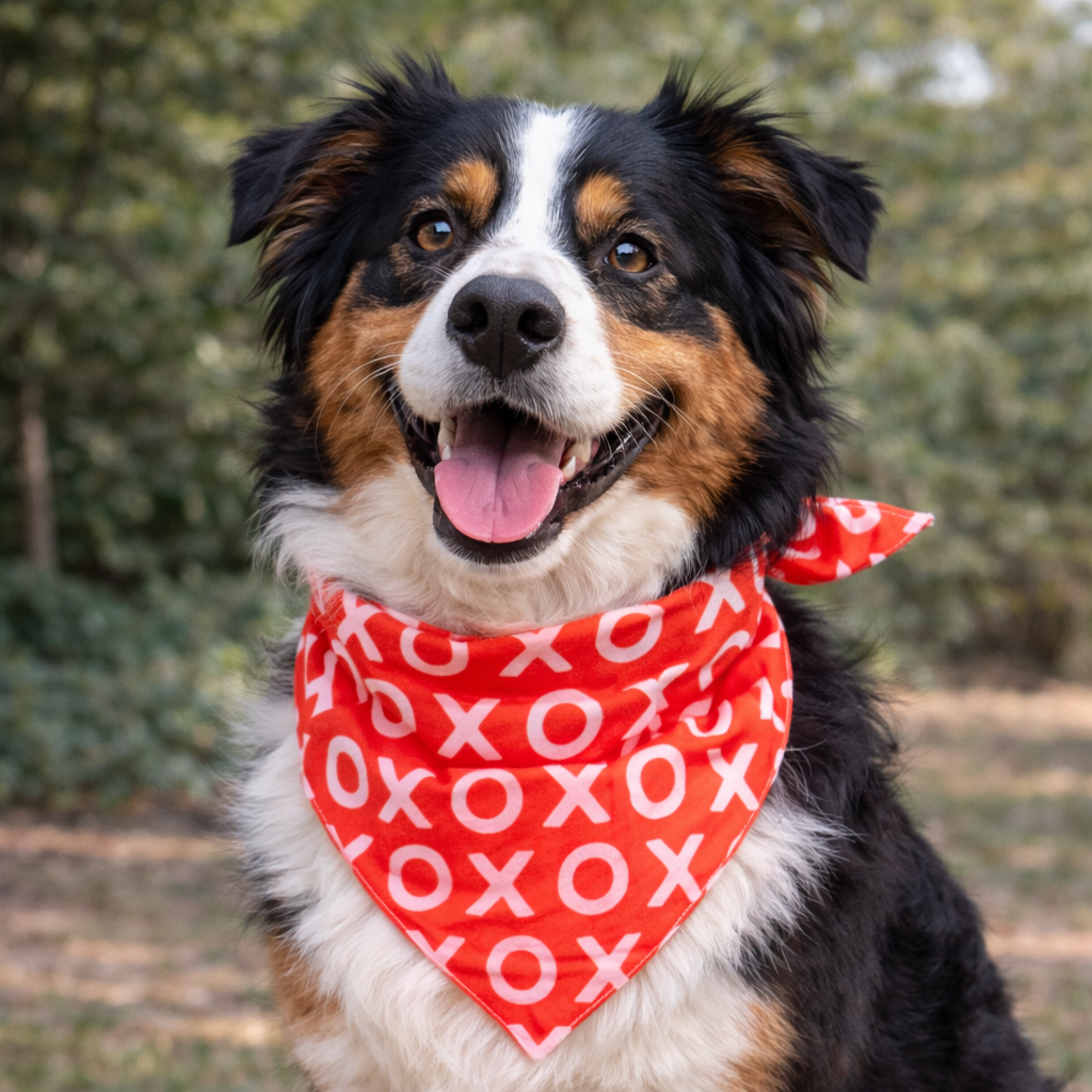 Bandana - Red with Pink XOXO