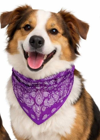 Bandana Color
