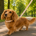 Plaid Ginger Collar